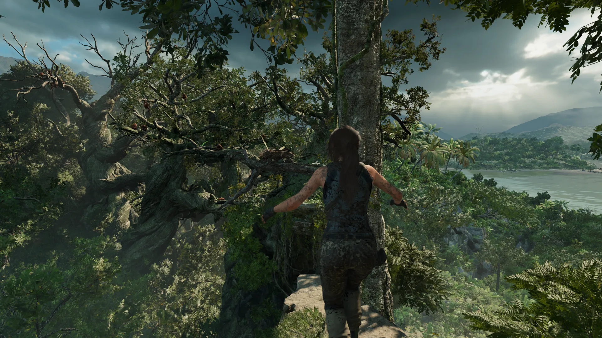 Lara en un árbol enorme